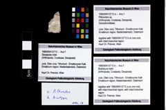 Foto (Objekt + Etikett) von Brachyura indet.  (NHMW-GEO-1990-0041-2712b)